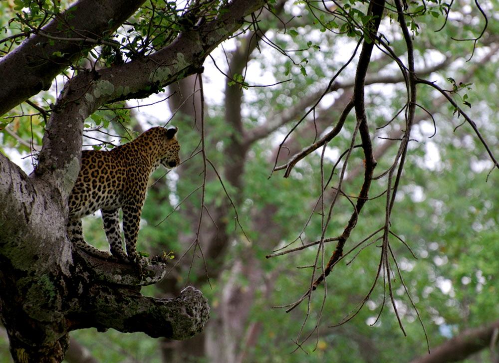 Kwihala Camp Leopard
