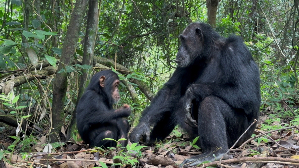 Schimpansen Mahale Tansania 2023  Bild Detlev S. 