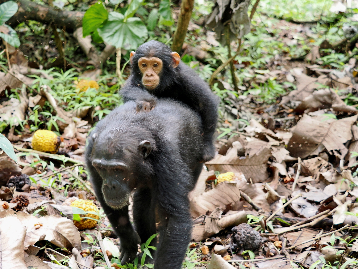 Schimpansen Mahale Tansania Bild Detlev S. 