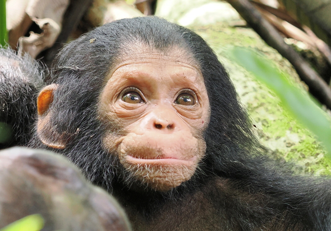 Schimpansenkind Bild Detlev S. 