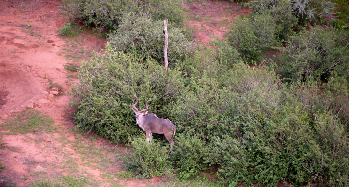 Groer Kudu