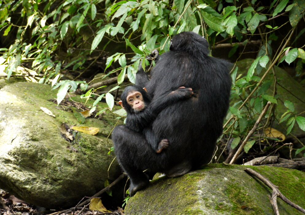 Schimpansenmutter und Kind November 2023 