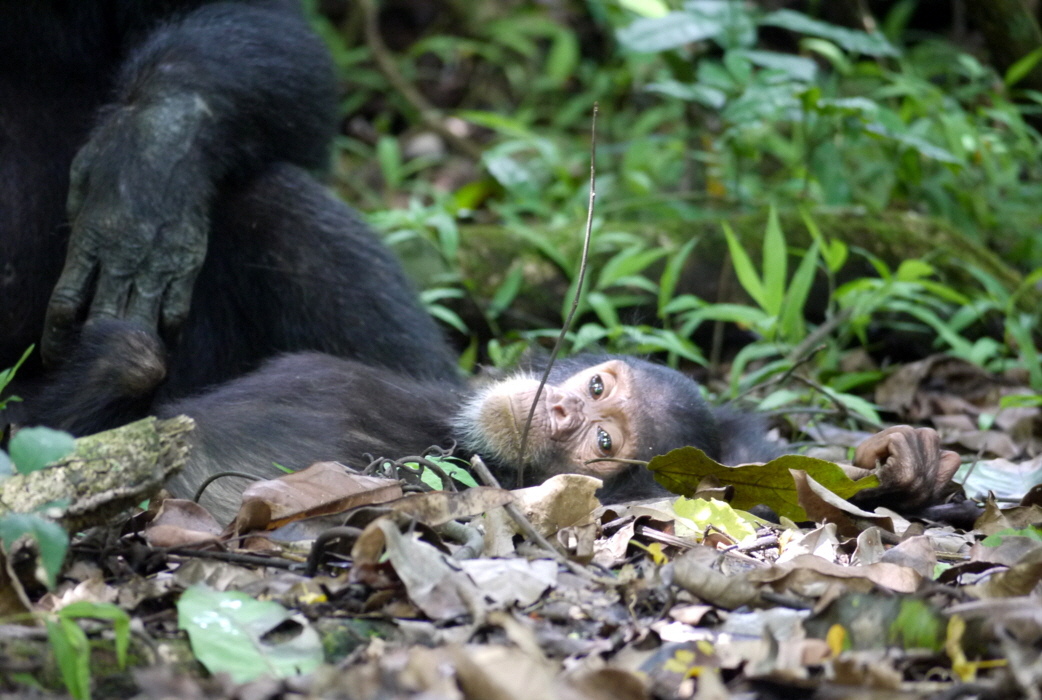 Schimpansen Mahale Tansania 2023