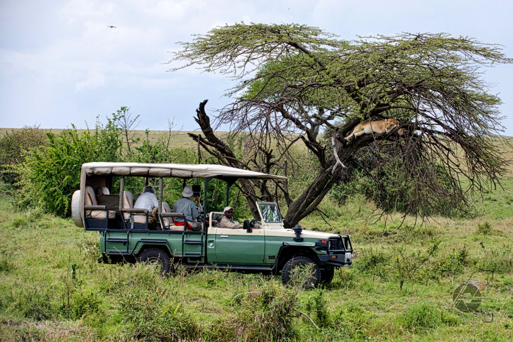  Safari  in Lamai - Lwe auf dem Baum  