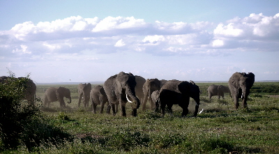 elefanten-Amboseli-1200