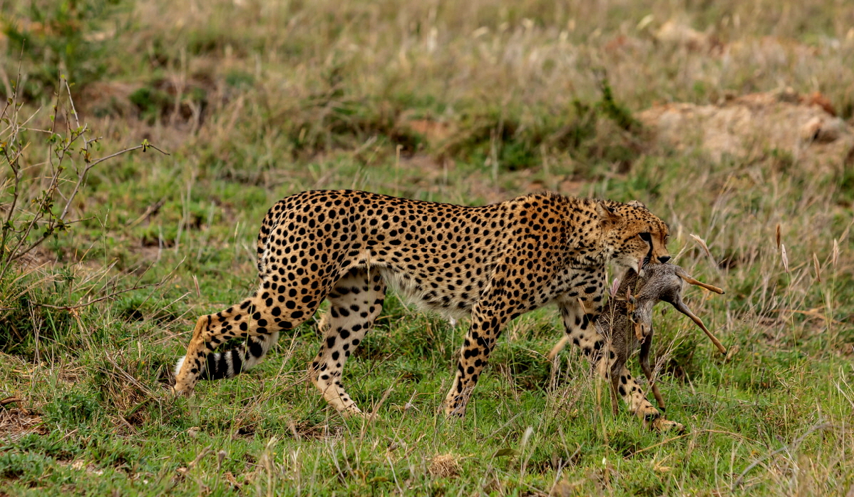 Gepard auf der Jagd,  Micha Grtz