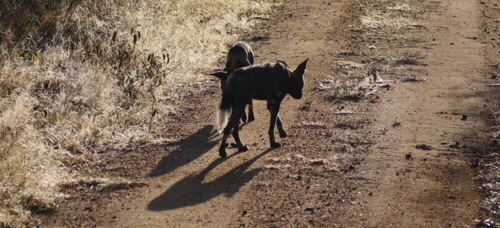 Kenia Afrikanische Wildhunde 