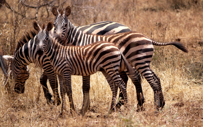 Zebras in Meru