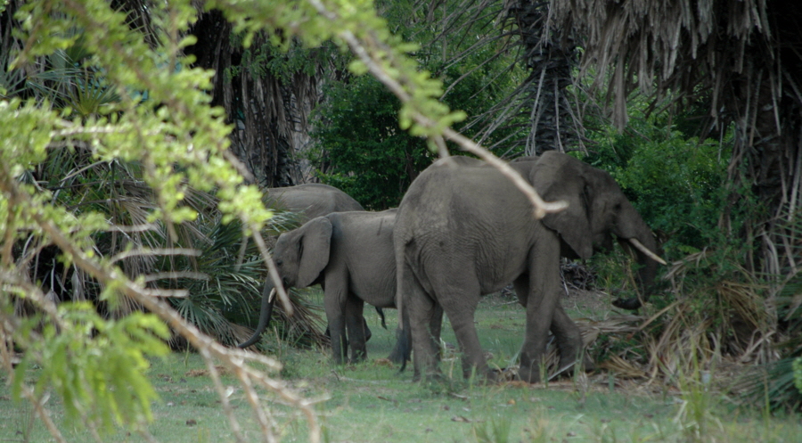 Elefanten im Camp