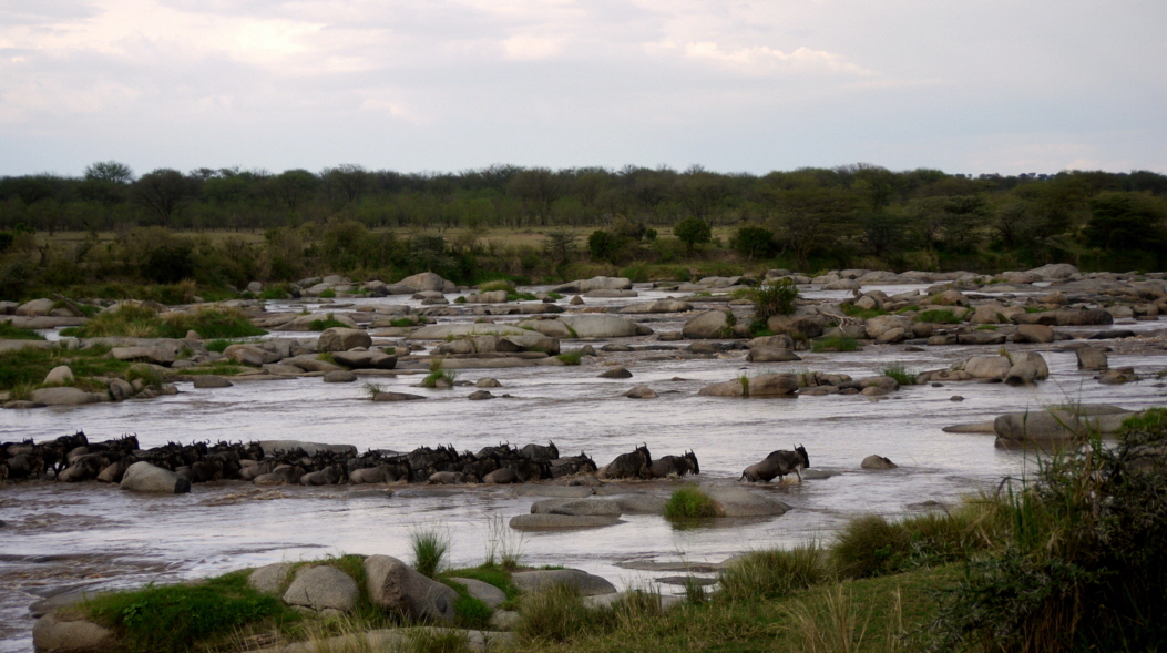 Serengeti  Lamai  Migration am Mara Fluss 