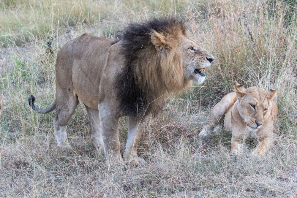 Porini Lion Camp Masai Mara Kenia