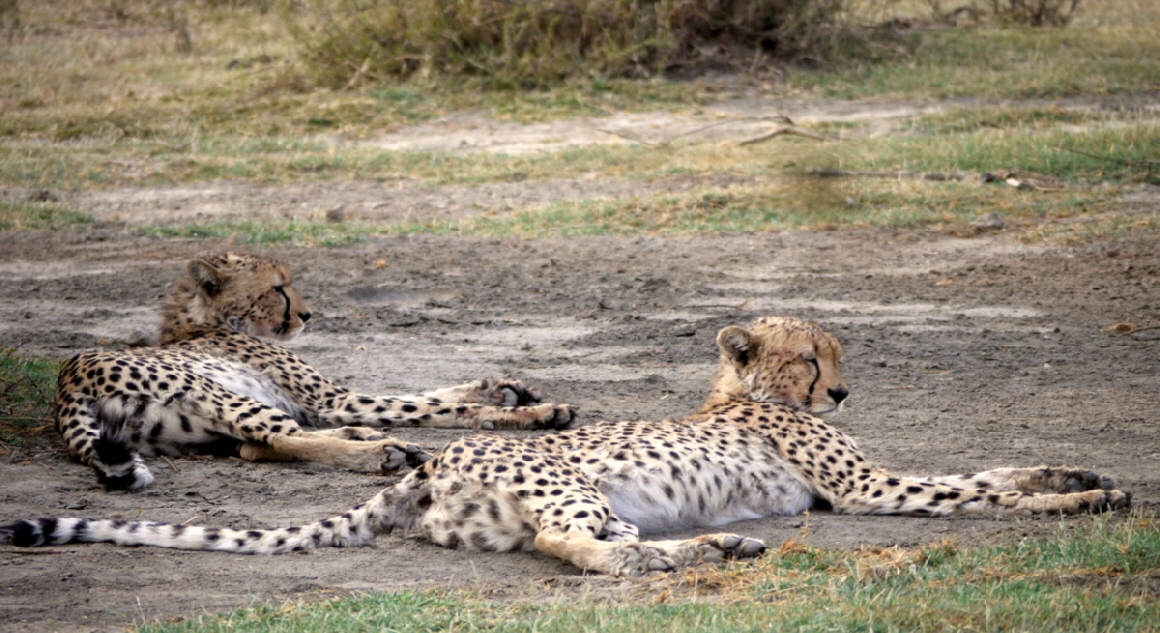 Serengeti Safari Camp  Ndutu Geparden 