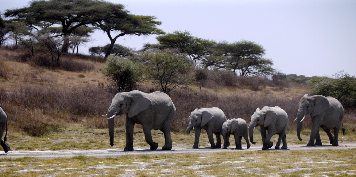 Elefanten in Ndutu 