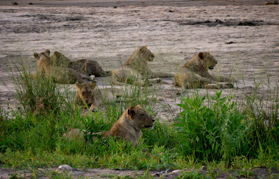 Ruaha Nationalpark Tansania