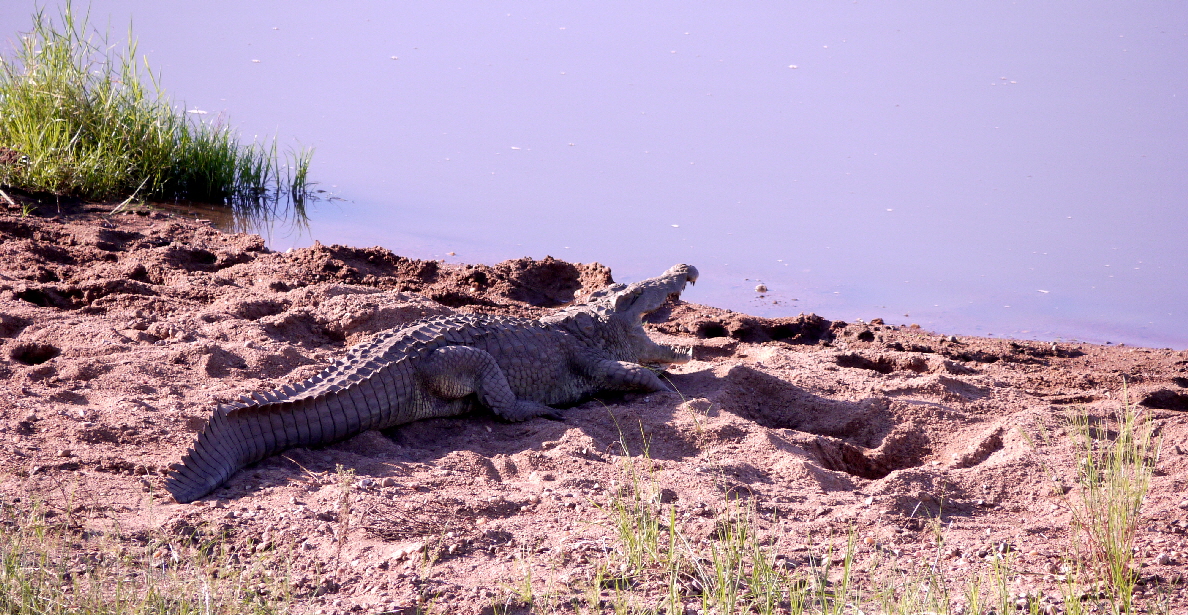 Krokodil am Ruaha Fluss