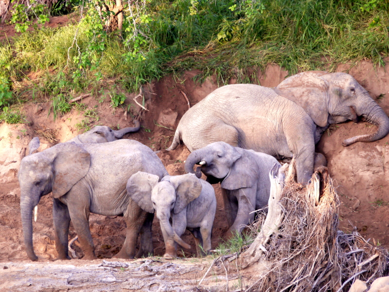 Elefanten spielen 
