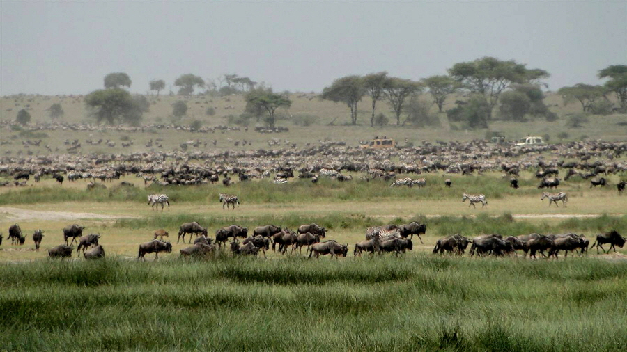 Serengeti Safari Camp  Ndutu 
