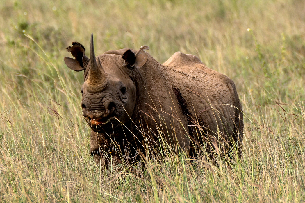 Nashorn in Meru