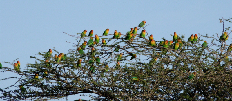 Ndutu -Vögel