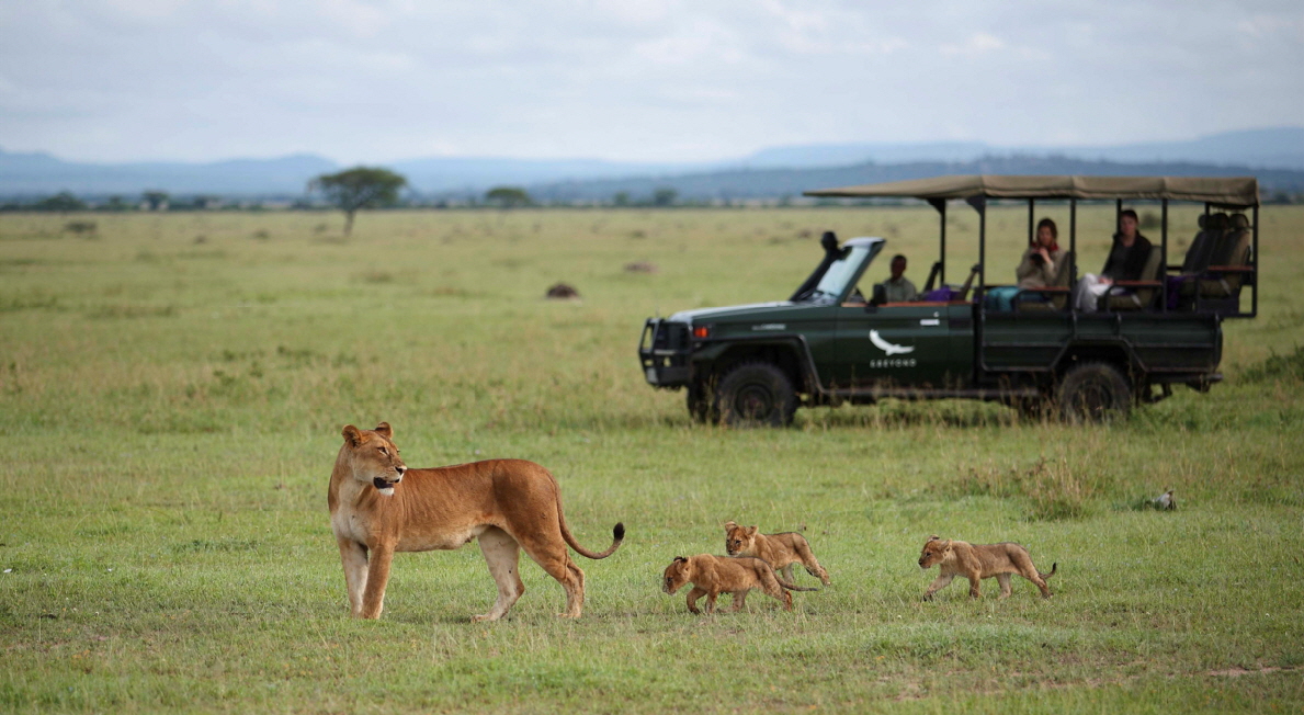 auf Safari in der Serengeti