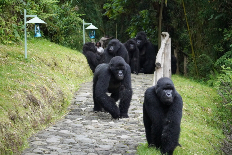 Sabyinyo Lodge Gorillas im Camp 