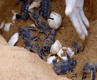 Insel Lamu Schildkröten