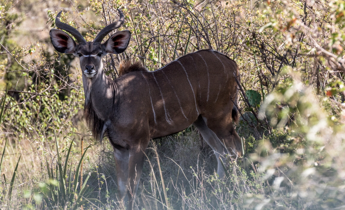 Grosser Kudu 