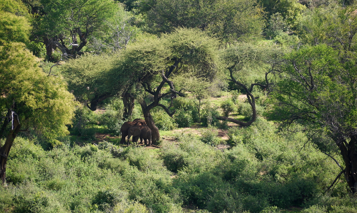 Elefanten in Tassia