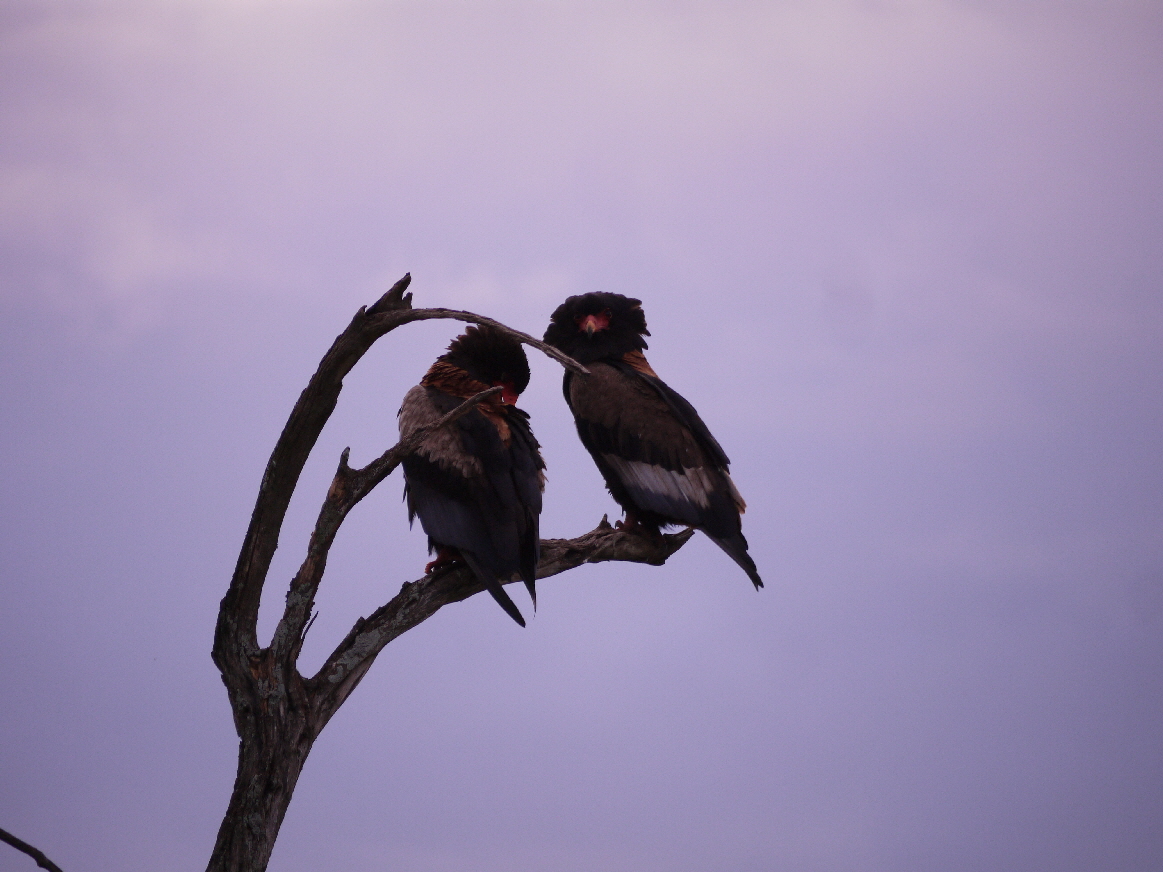 Bateleur