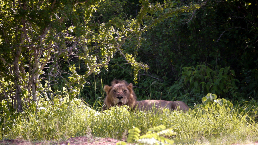 Ruaha Safari Löwen