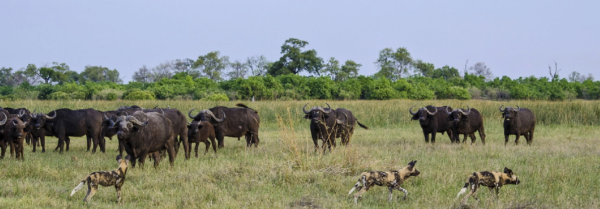 Savuti Wilderness Camp Botswana