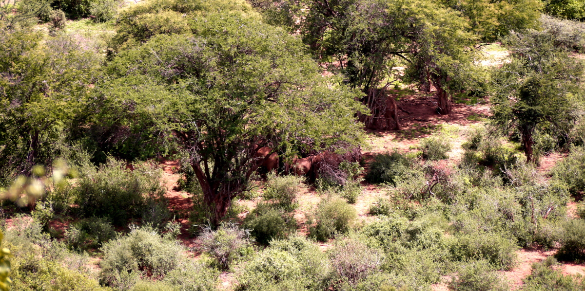 Tassia Lodge Elefanten