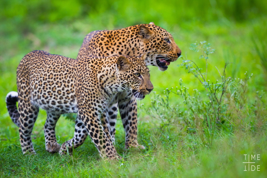 Leoparden South Luangwa