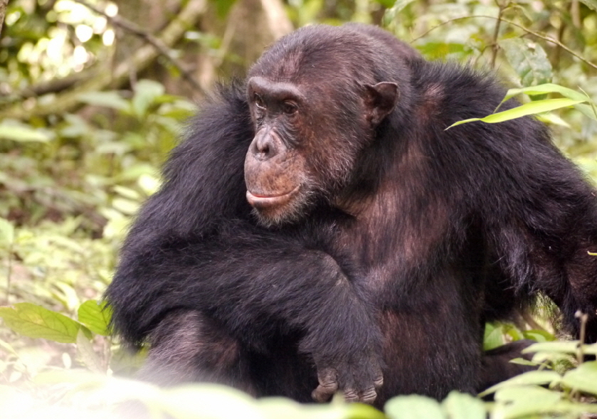 ._00_mahale-schimpansensafari_0019