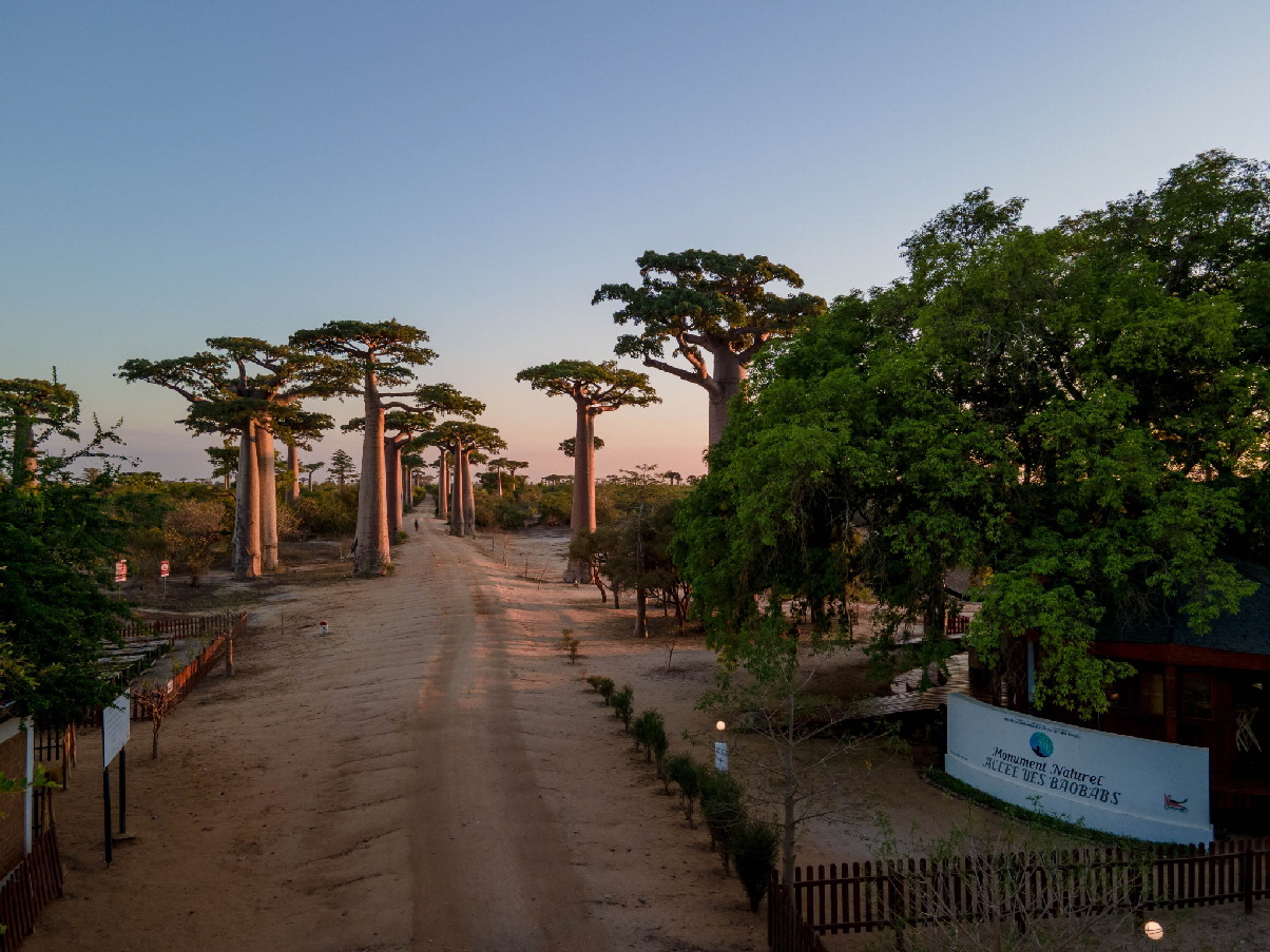 Kirindy Akiba Lodge Baobab Allee