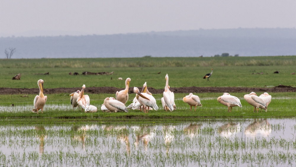 Amboseli Pelikane