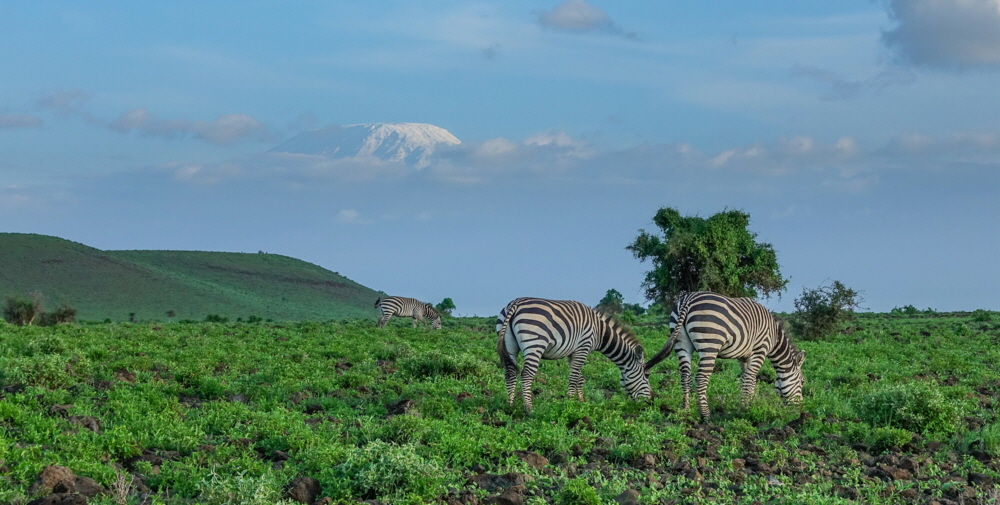 Kilimanscharo  vom Amboseli 
