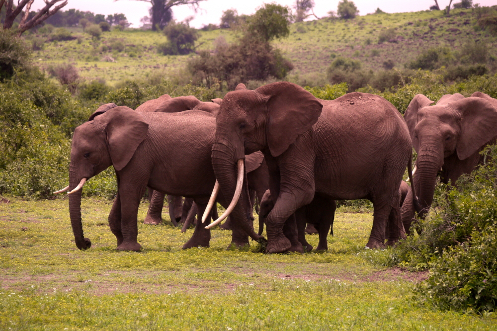 Amboseli Elefanten
