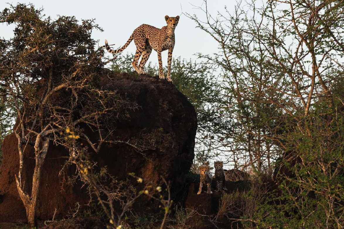 Angama Mara  GEPARDEN 