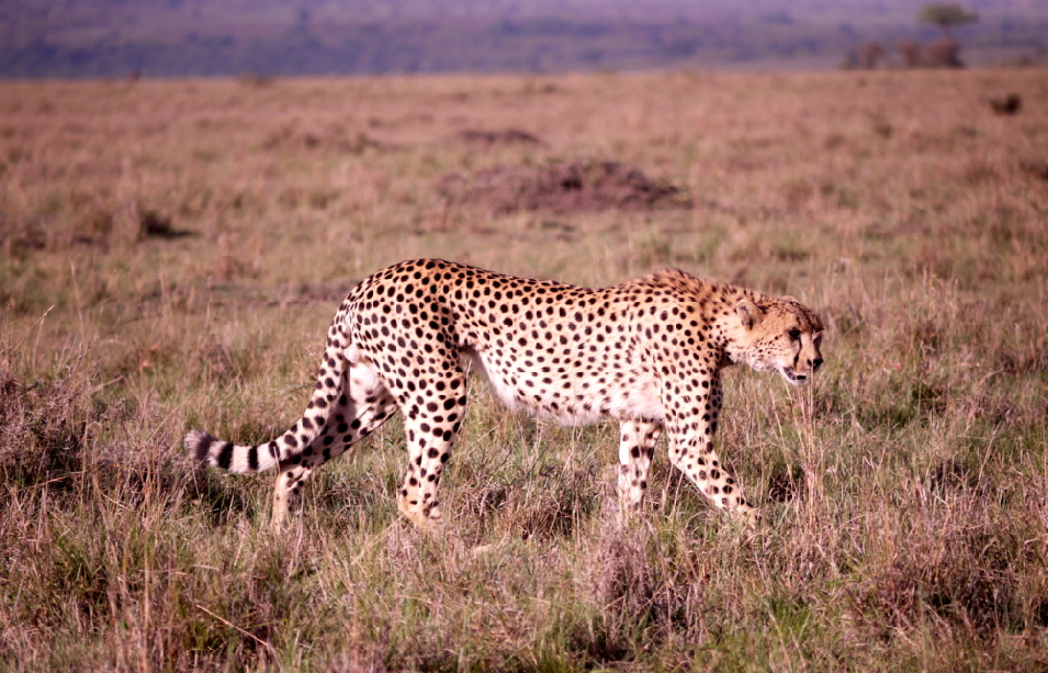 Masai Mara Geparden