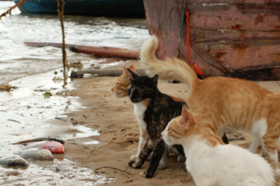 Insel Lamu Katzen