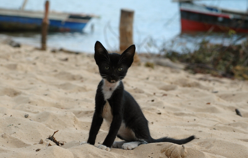 Insel Lamu Katzen 