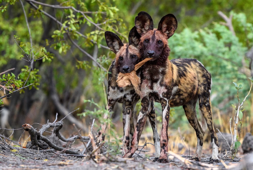 chitabe-wilddog