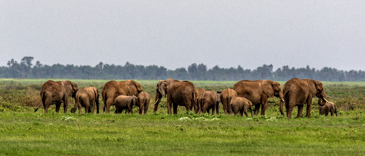 Amboseli Safari Kenia Elefanten