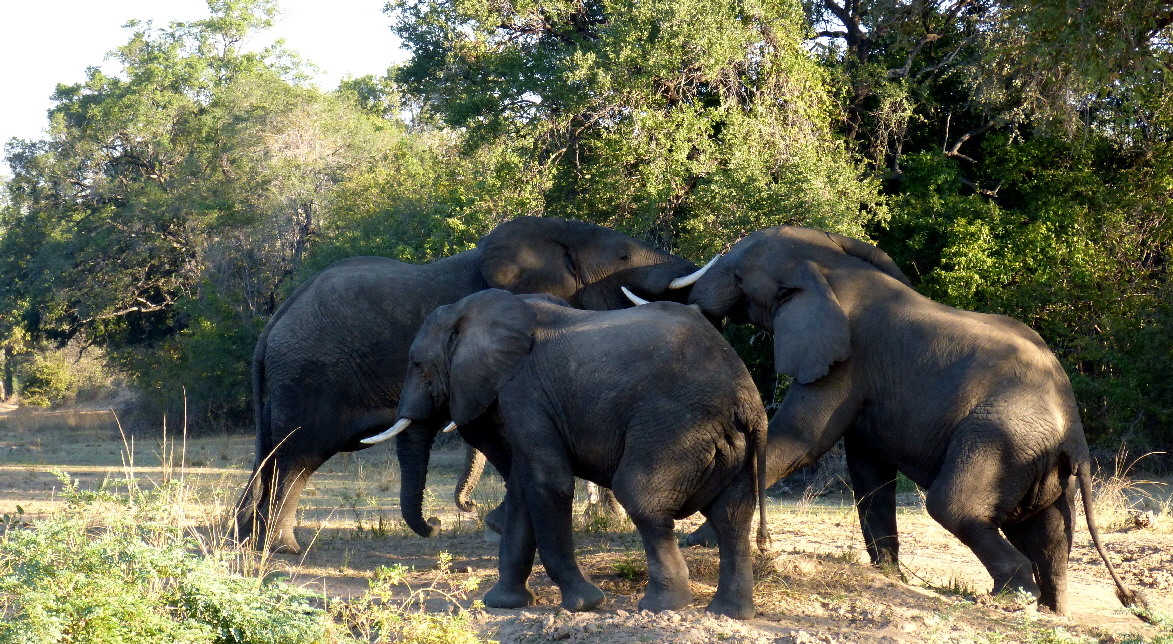 Elefanten South Luangwa