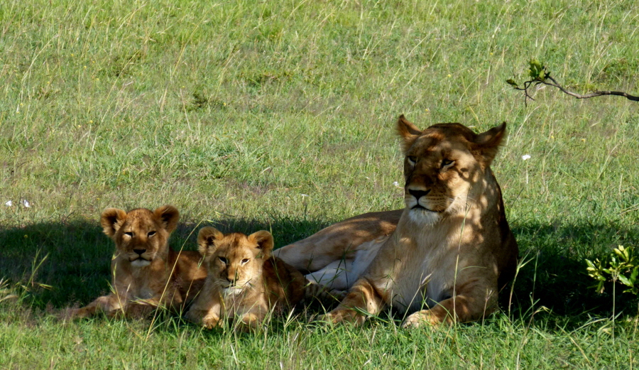 Löwen in der Mara North