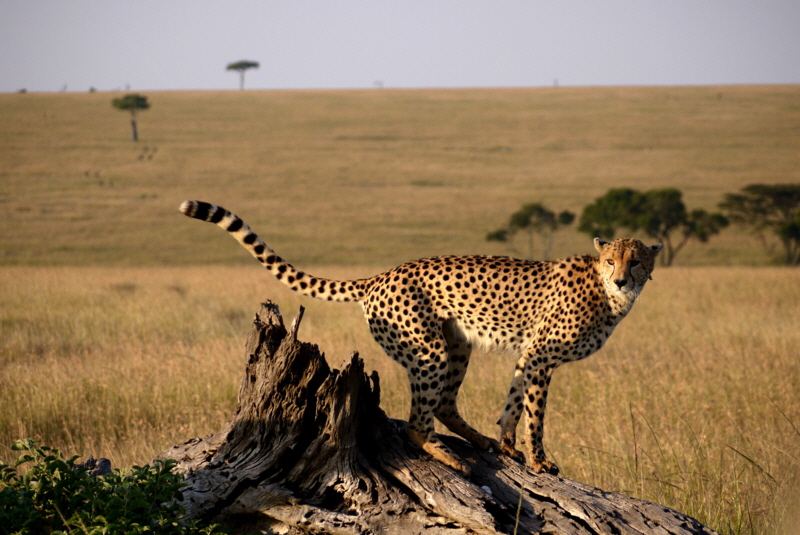 Geparden Masai Mara 
