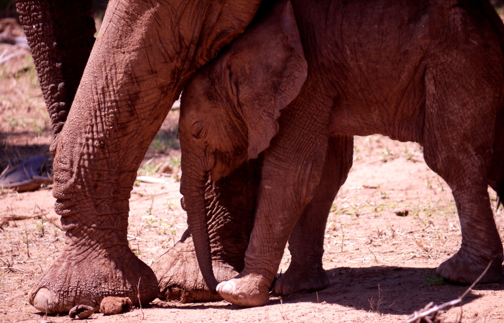 Elephant Watch Camp Samburu
