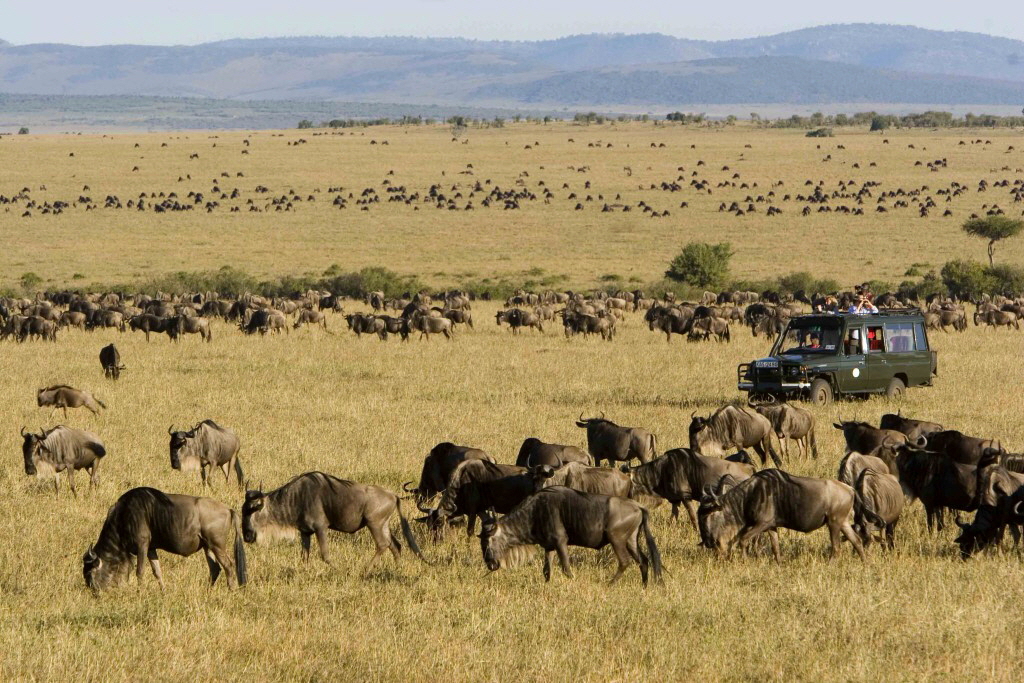 Encounter Mara Camp  Migration