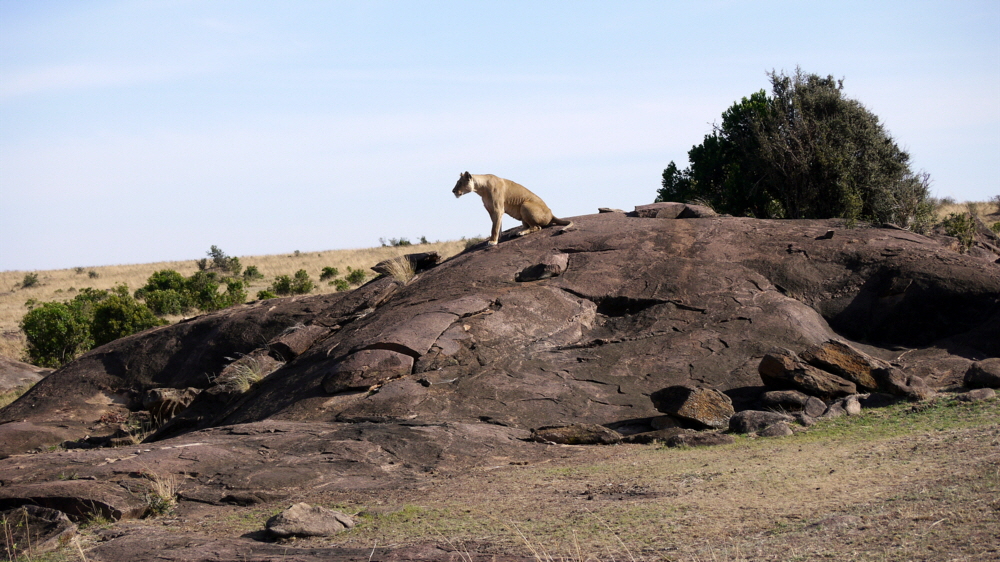Löwen in der Mara